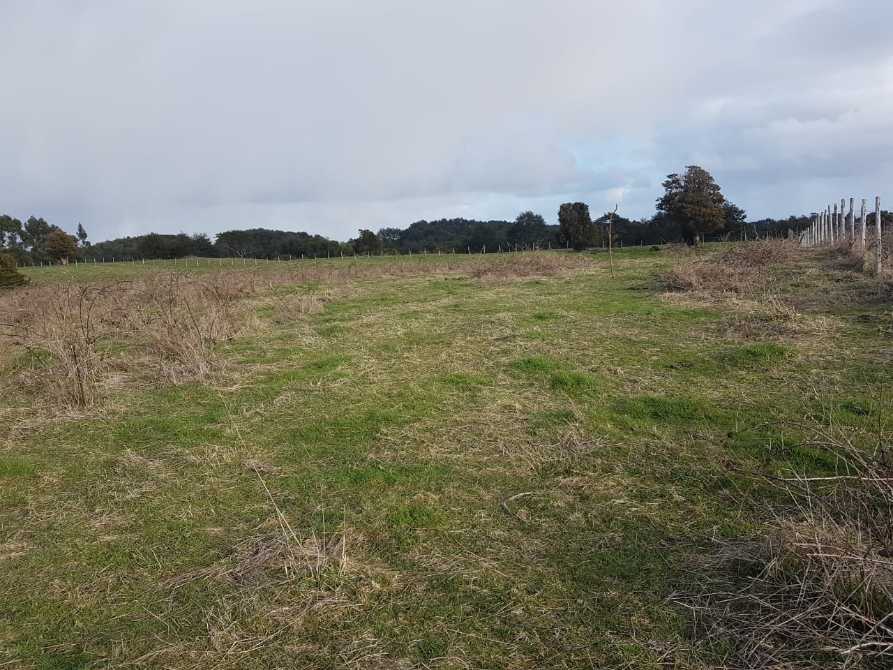 Se vende hermoso campo agrícola de 79.20 hás ubicado en sector Petanes, Chonchi